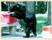 black bear