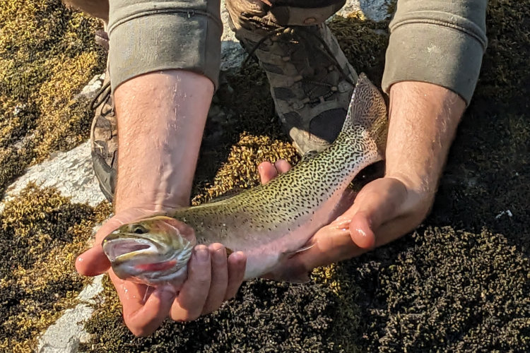 Fishing in Idaho