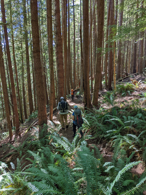 British Columbia Rain Forest