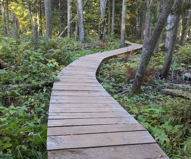 Pincushion boardwalks on the SHT