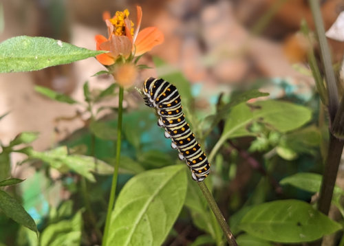 Butterfly Farming