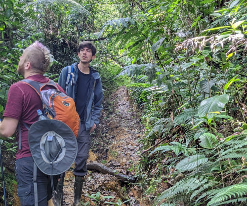 Narrow Jungle Trail