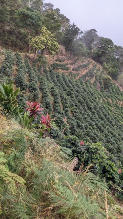 Steep Coffee Field