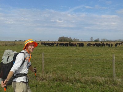 Florida Cattle