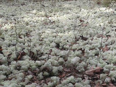 Reindeer Moss