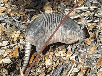 Armadillo