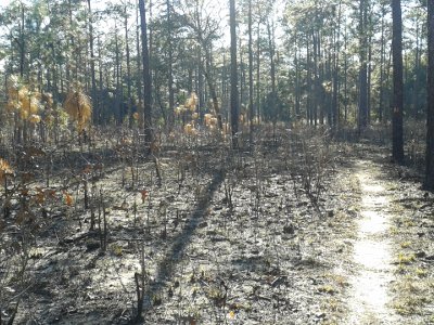 Florida Pine Forest