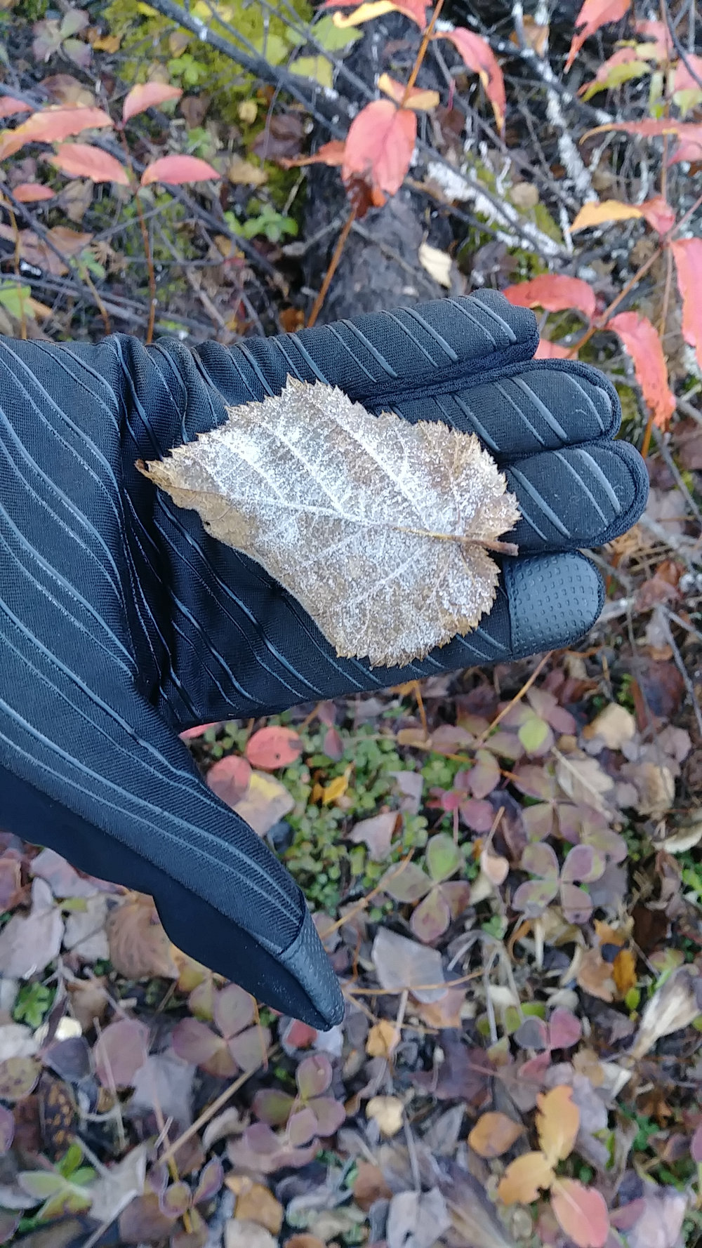 Frosty Morning