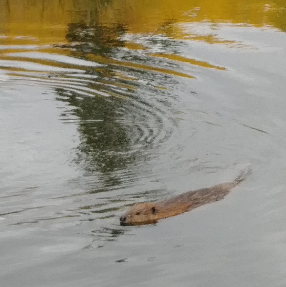 Kek Beaver