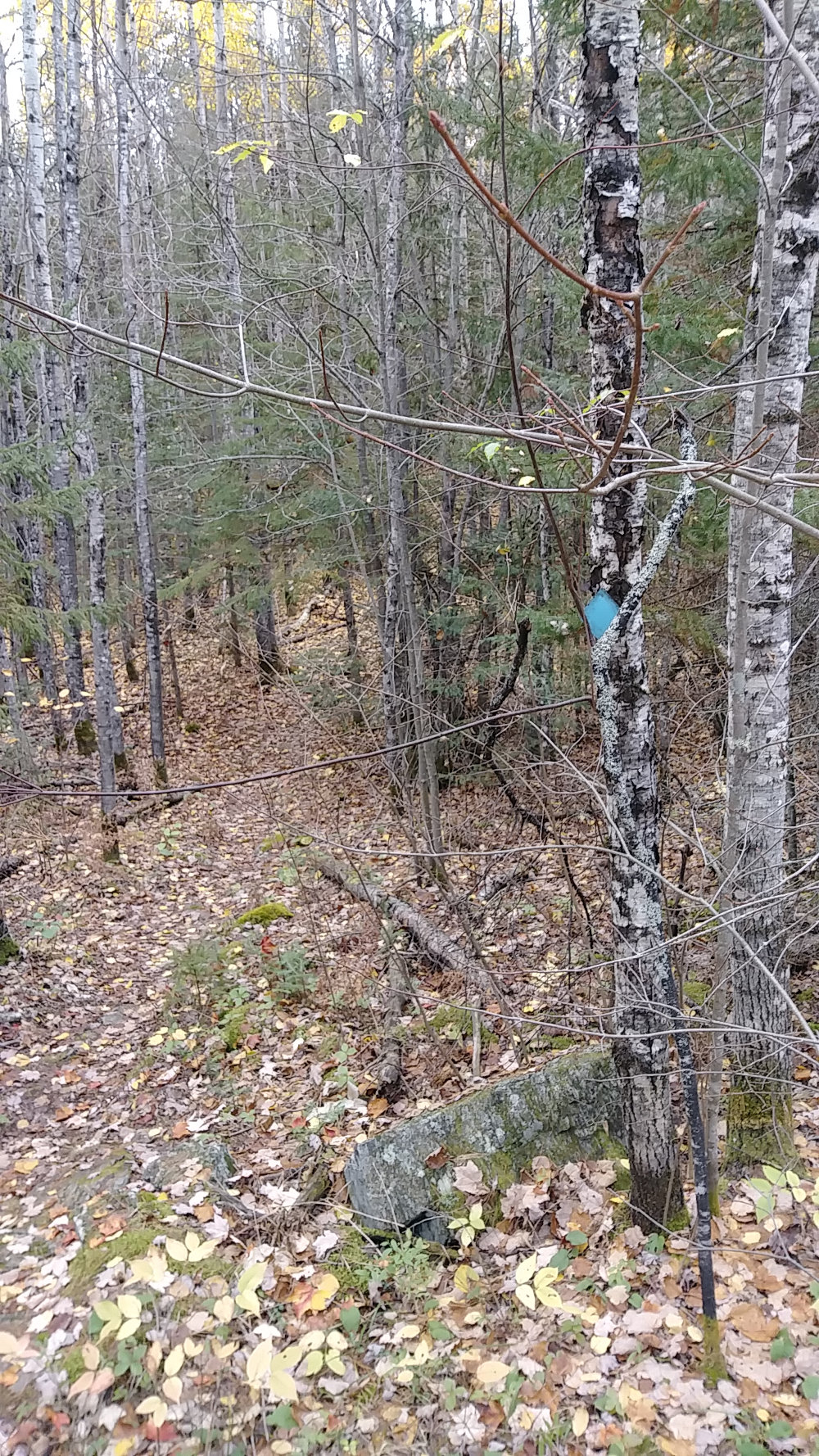 Kekekabic Trail Blaze