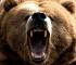 bear danger