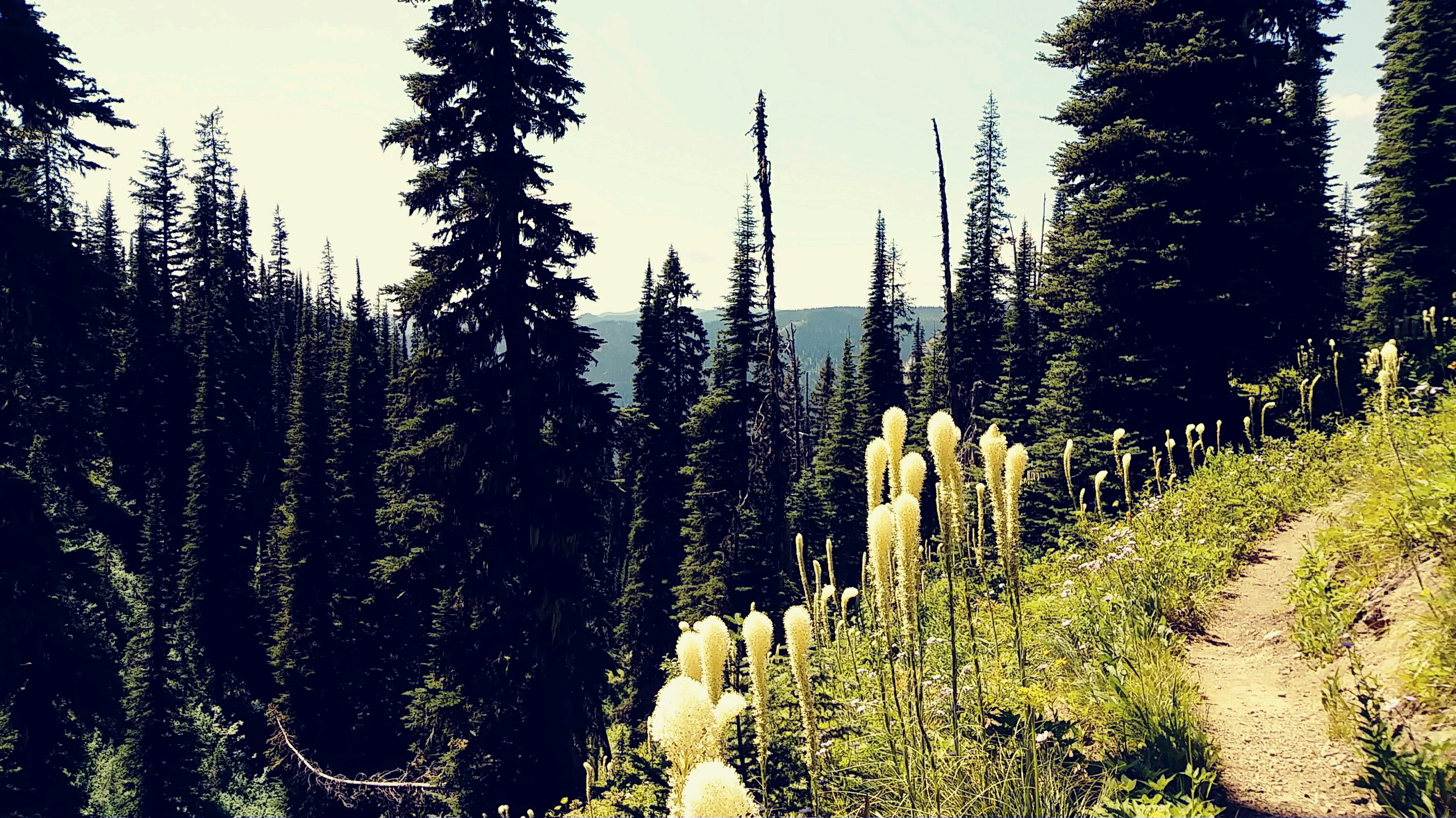 Bear Grass
