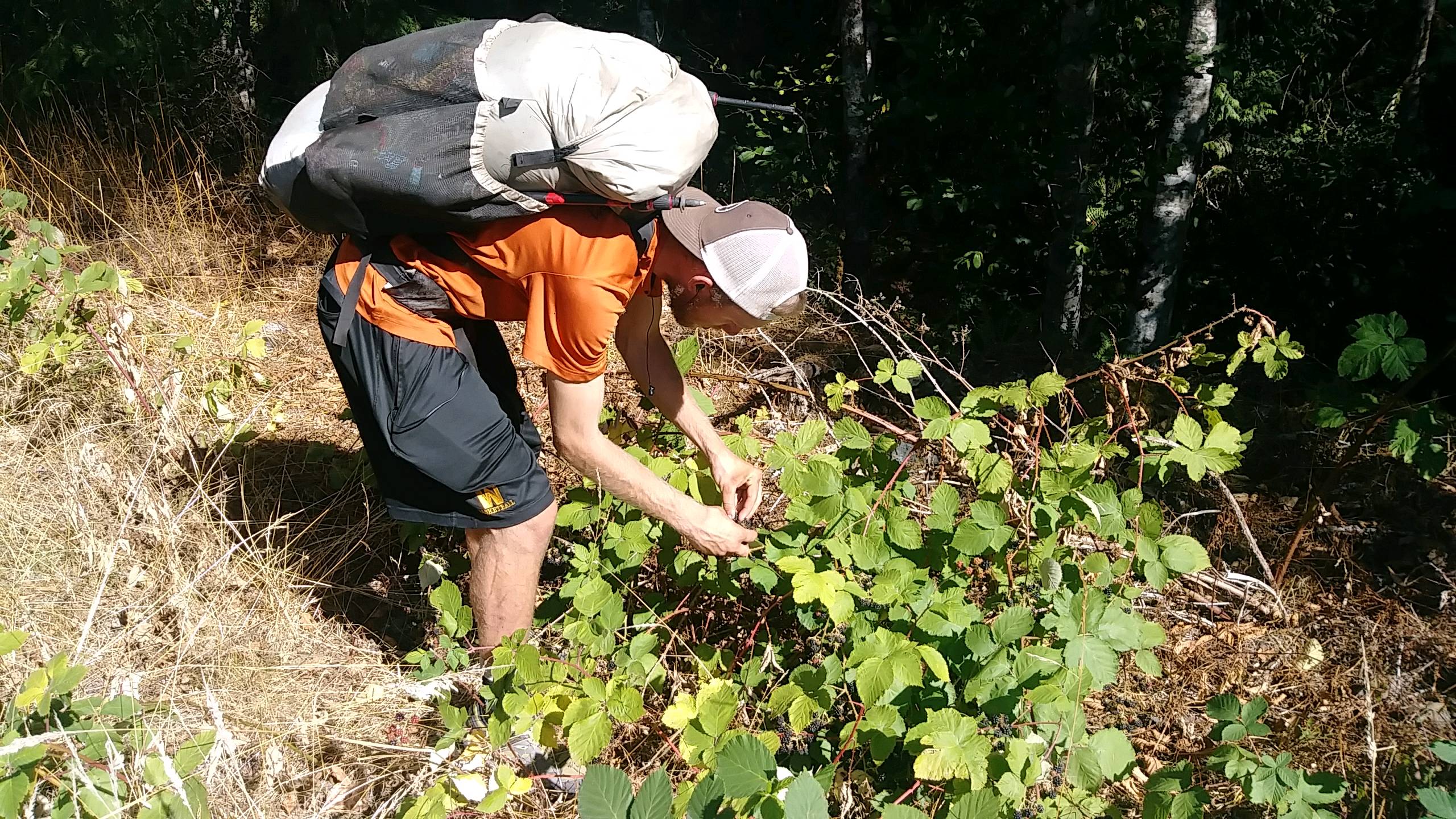 More Blackberries