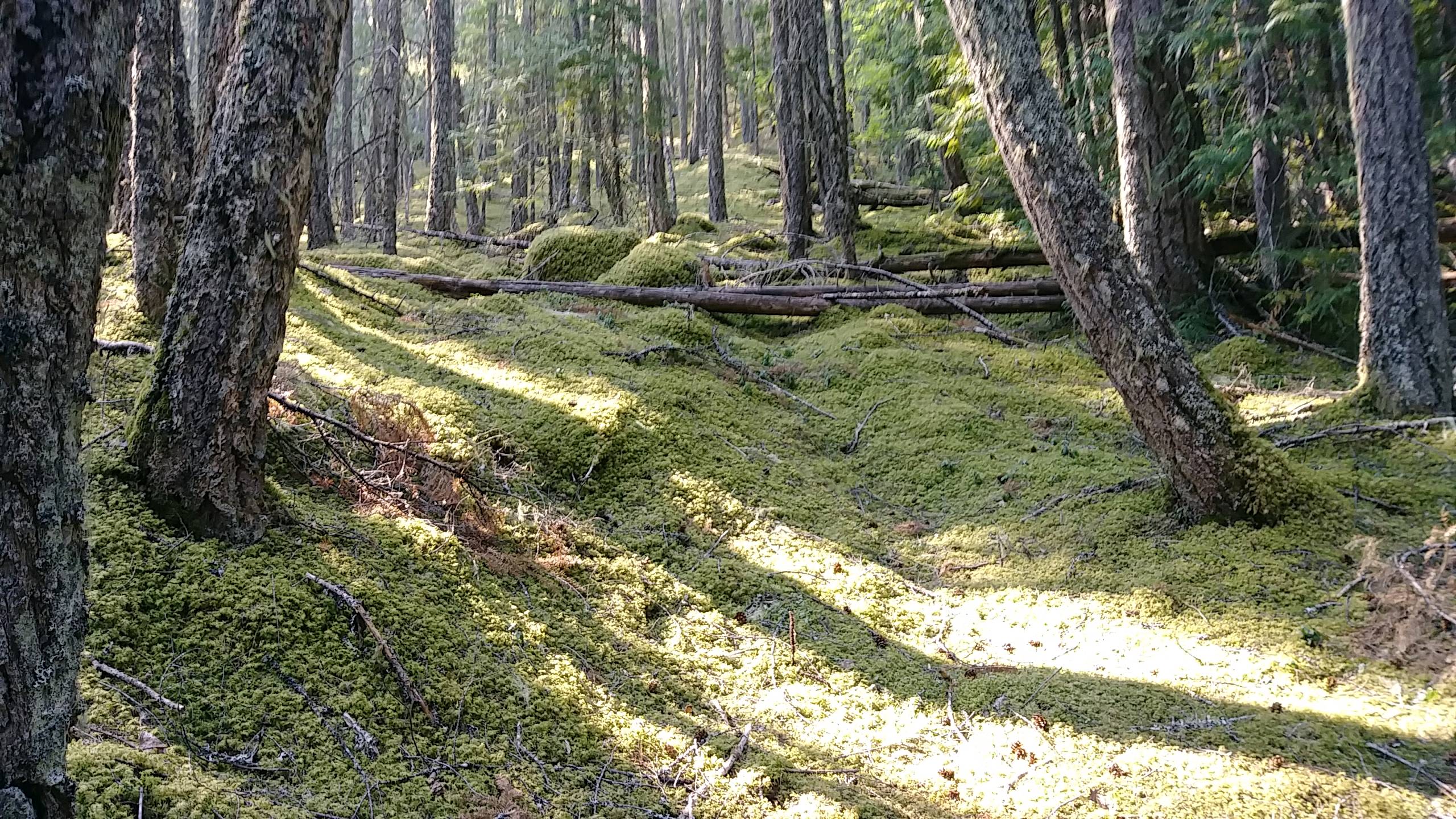 Pacific Northwest Forest