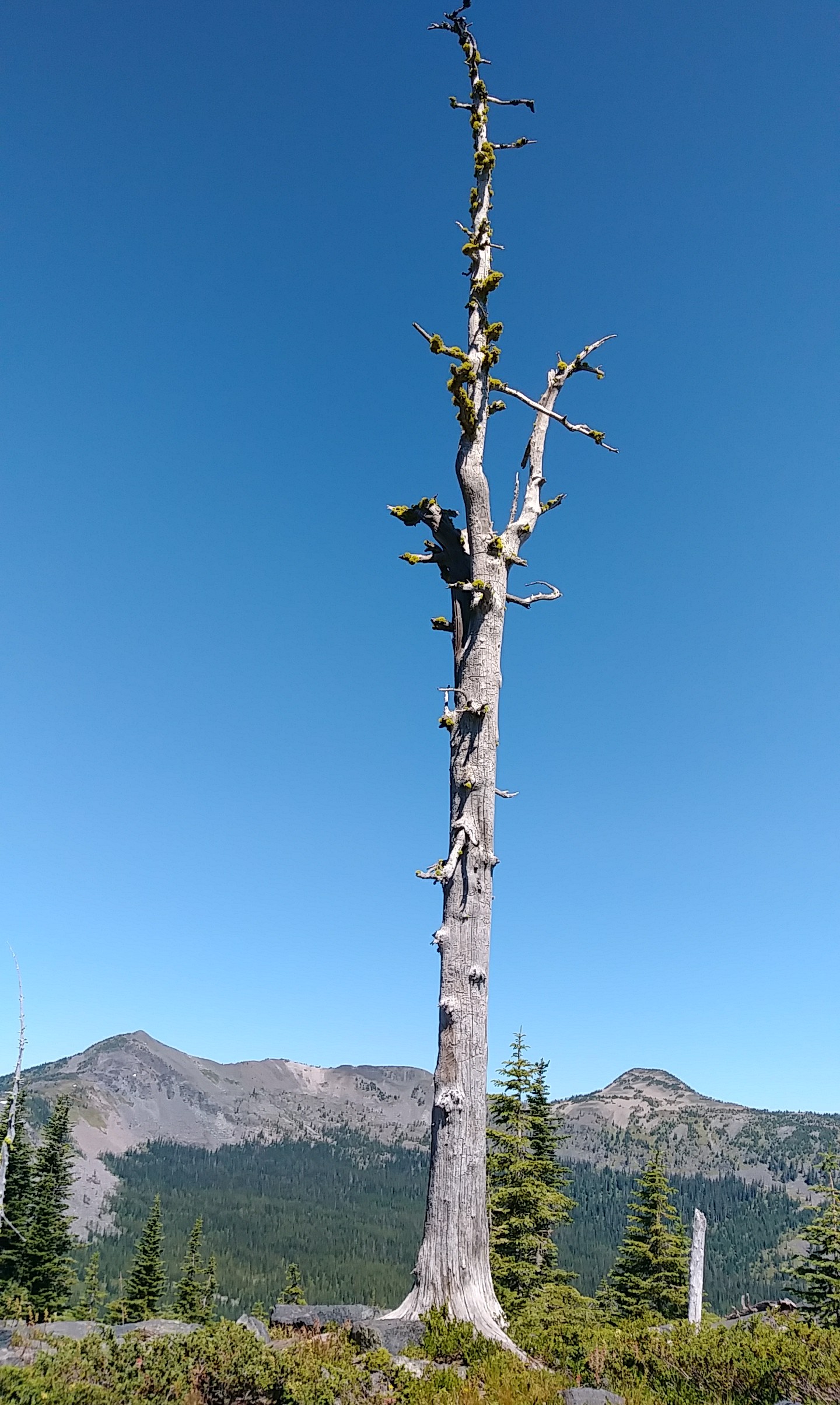 Snag on Rock Candy Mountain
