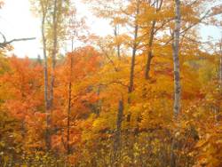 minnesota orange fall colors