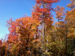 Maple Colors on Superior Hiking Trail