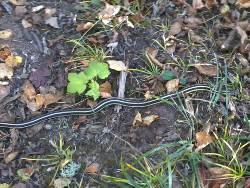 SHT garter snake