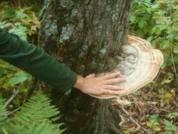 forest fungus